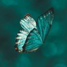 A photo of a blue butterfly in a teal background